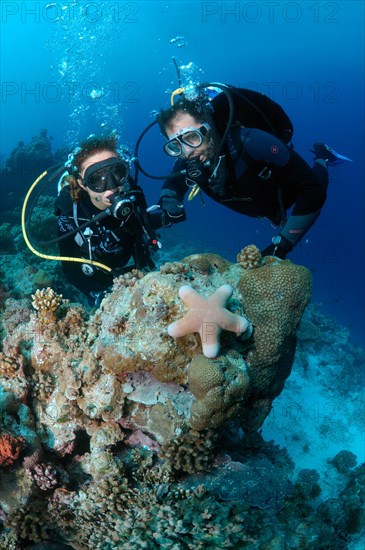 Divers look at granulated sea star (Choriaster granulatus)