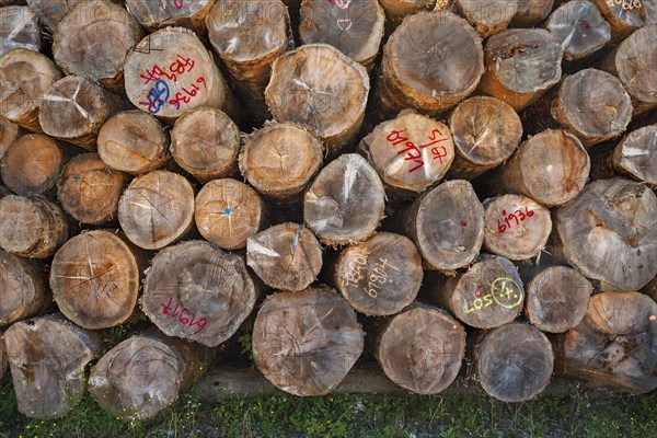 Stacked logs