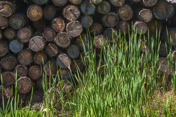 Stacked logs