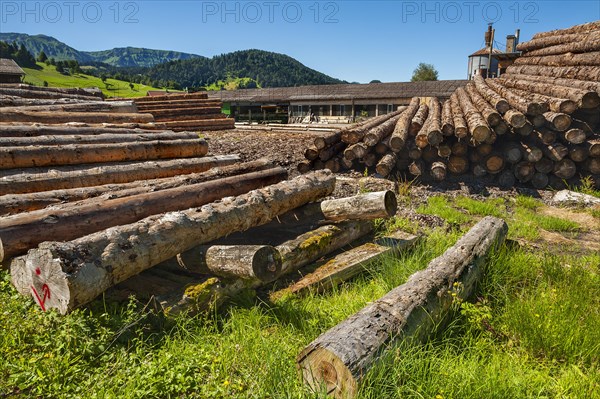 Stacked peeled logs