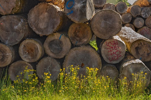 Stacked logs