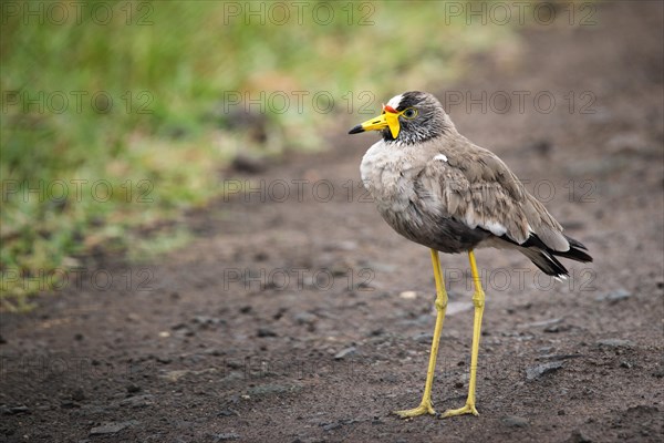 African wattled lapwing (Vanellus senegallus)