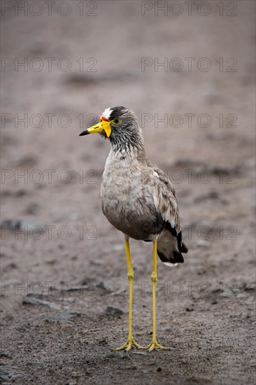 African wattled lapwing (Vanellus senegallus)