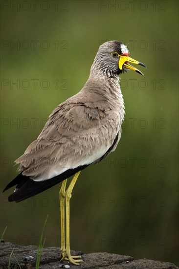 African wattled lapwing (Vanellus senegallus)