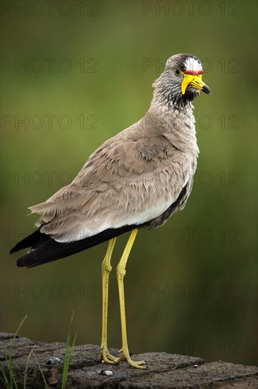 African wattled lapwing (Vanellus senegallus)