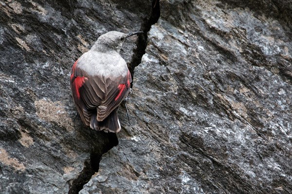 Wallcreeper (Tichodroma muraria)