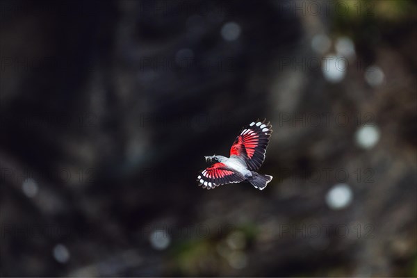 Wallcreeper (Tichodroma muraria)