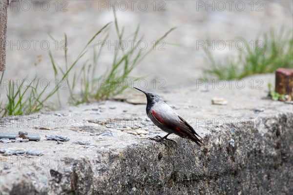 Wallcreeper (Tichodroma muraria)