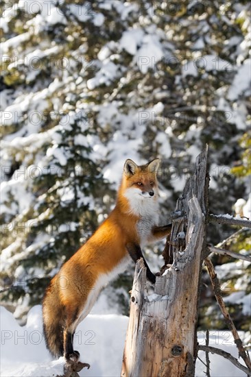 Red Fox (Vulpes vulpes)