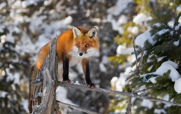 Red Fox (Vulpes vulpes)