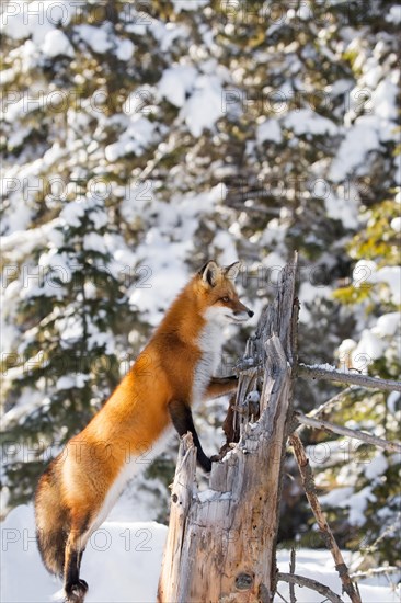 Red Fox (Vulpes vulpes)