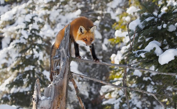 Red Fox (Vulpes vulpes)