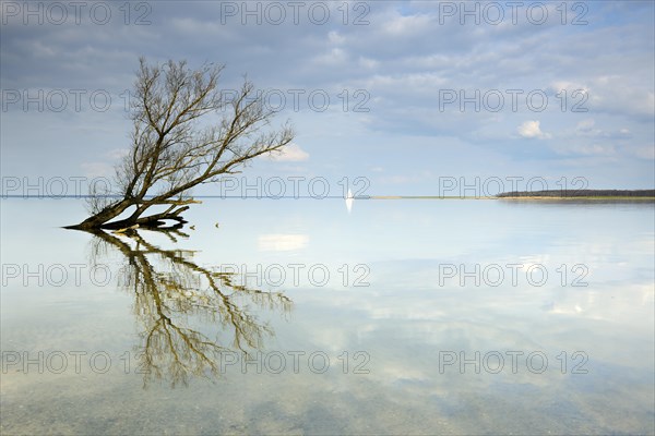 Dry tree trunk lying in the water