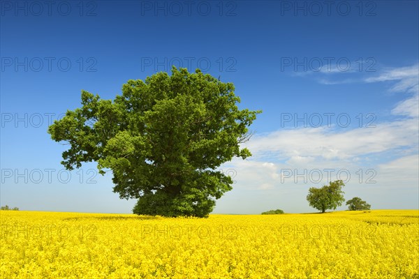 Blooming rape field with old solitary oaks under a blue sky