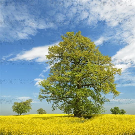 Blooming rape field with old solitary oaks