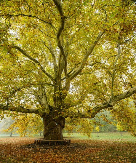 Giant plane tree (Platanus) in the park