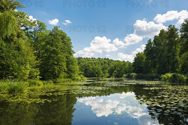 Mill Pond with Water Lilies