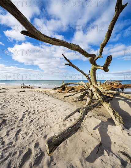 Uprooted tree on the beach of the Baltic Sea