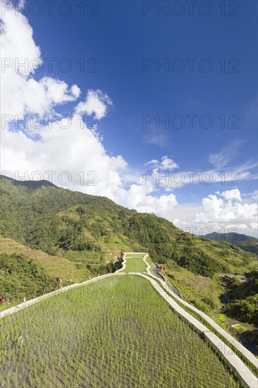 View of the rice terraces as seen from the Banaue viewpoint