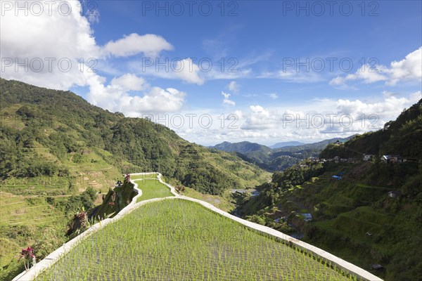 View of the rice terraces as seen from the Banaue viewpoint