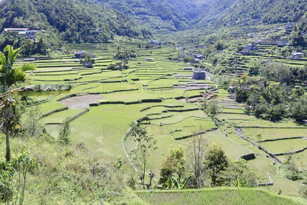 Hapao rice terraces