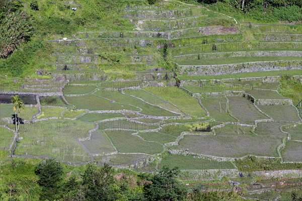 Hapao rice terraces