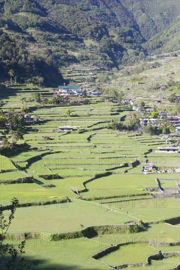 Hapao rice terraces