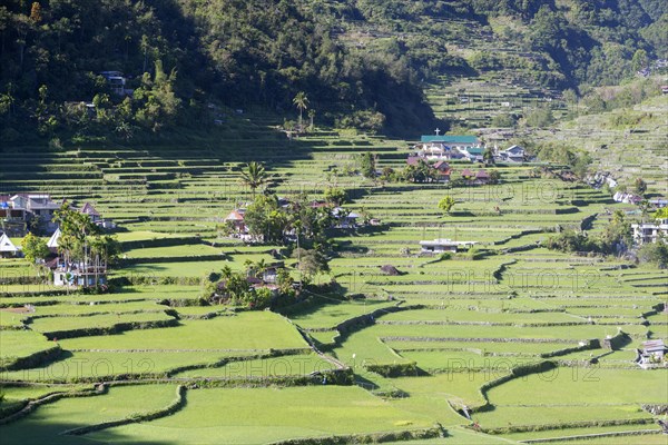 Hapao rice terraces