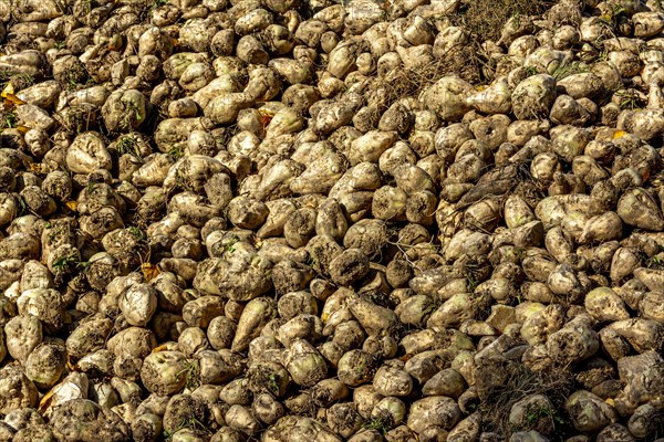 Pile of sugar beet newly harvested in a field