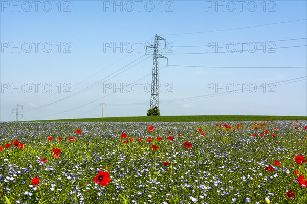 Power pylon in a field of poppies (Papaver) and flax field (Linum) in flower