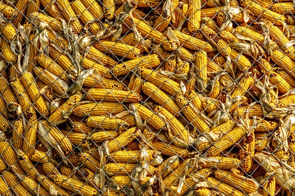 Maize cobs being stored