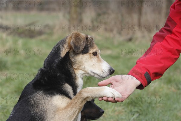 Mongrel giving paw