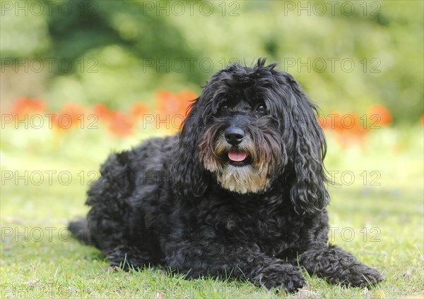 Poodle Bouvier