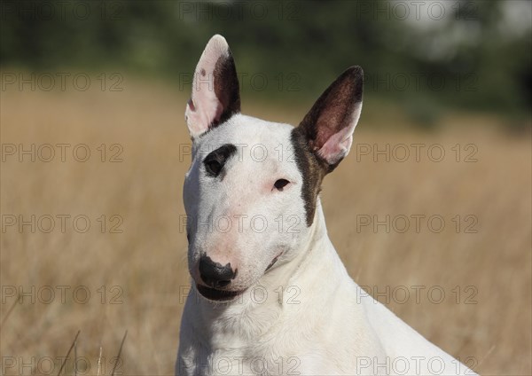 Miniature bull terrier