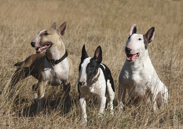 Three Miniature Bullterrier