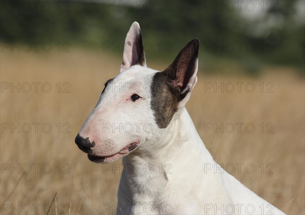 Miniature bull terrier