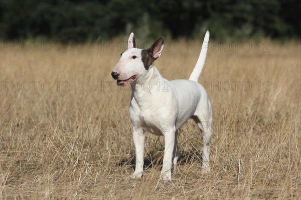 Miniature bull terrier