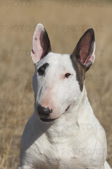 Miniature bull terrier