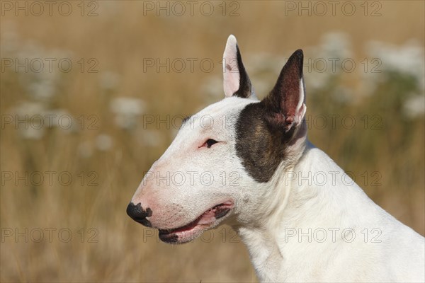 Miniature bull terrier