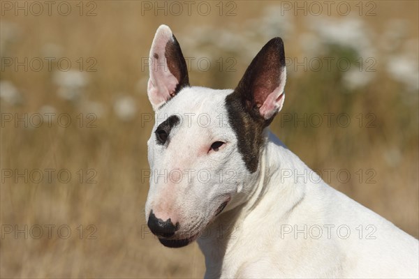 Miniature bull terrier