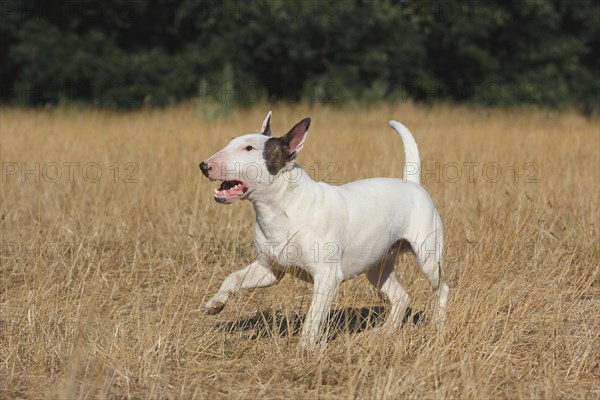 Miniature bull terrier