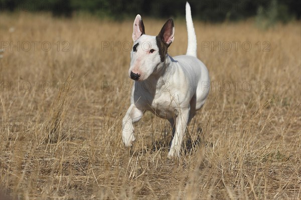 Miniature bull terrier