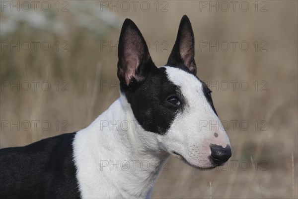 Miniature Bull Terrier