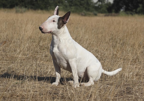 Miniature Bullterrier