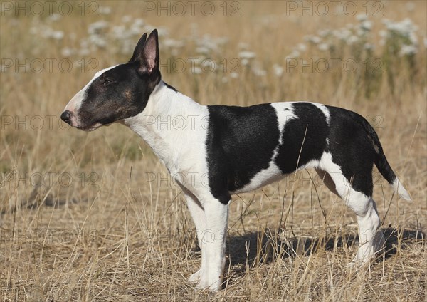 Miniature bull terrier