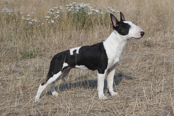 Miniature Bullterrier