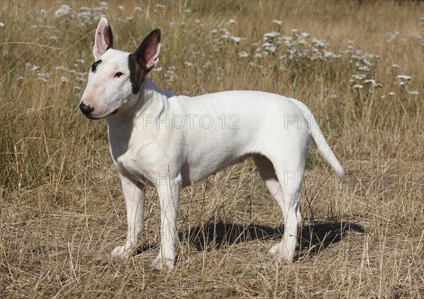 Miniature Bull Terrier