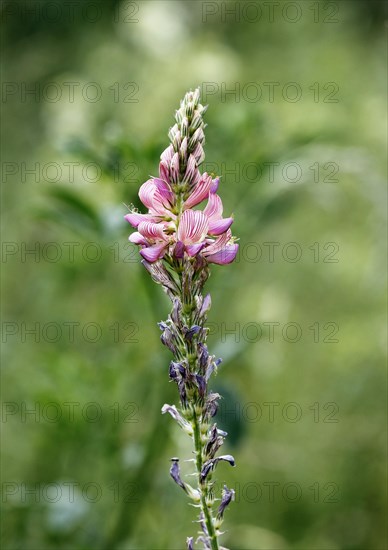 Flowering Sainfoin (Onobrychis viciifolia)