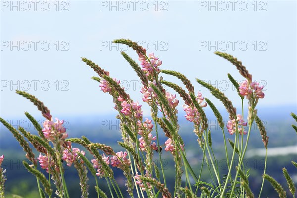 Flowering Sainfoin (Onobrychis viciifolia)