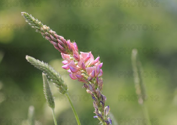 Flowering Sainfoin (Onobrychis viciifolia)